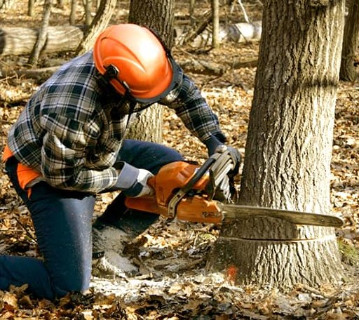 Tree Removal in Leedey, OK